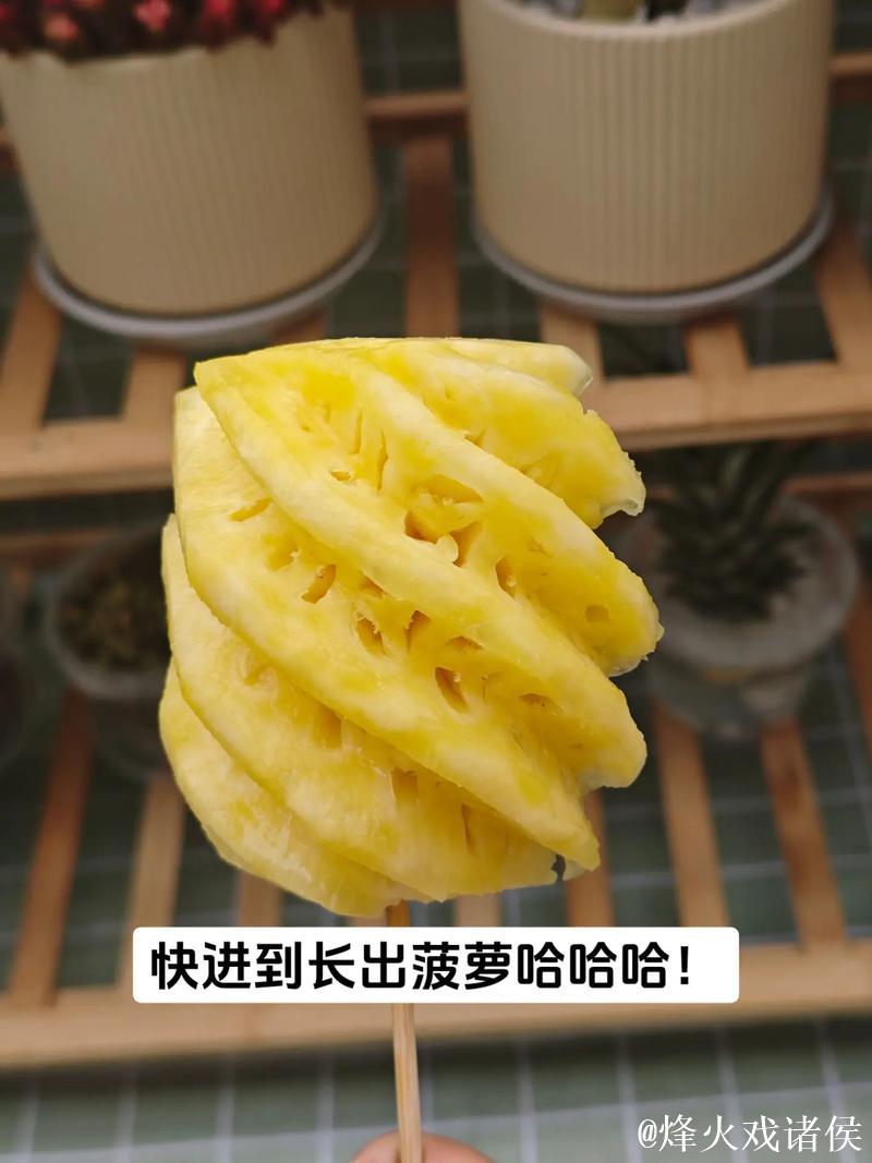 如何科学种植菠萝:详细视频教学 如何科学种植菠萝:详细视频教学